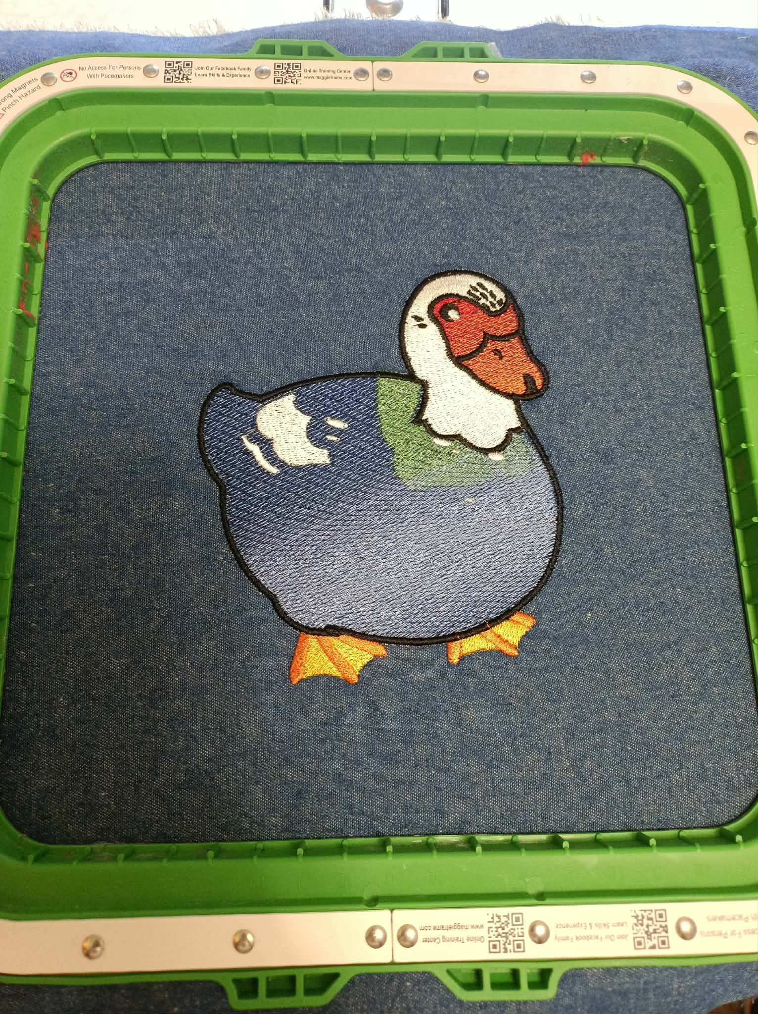 Muscovy duck in hoop